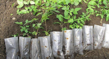 Jak můžete klematis množit doma a v jakém ročním období to udělat